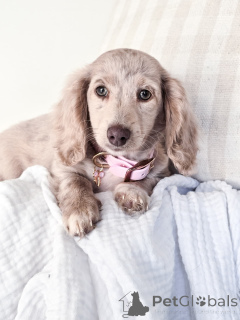 Foto №1. dackel - zum Verkauf in der Stadt Berlin | verhandelt | Ankündigung № 144656