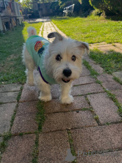 Foto №2 zu Ankündigung № 171689 zu verkaufen jack russell terrier - einkaufen Schweiz quotient 	ankündigung
