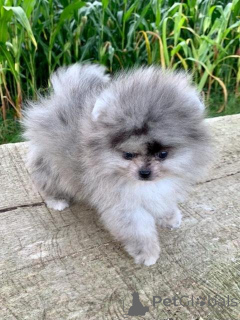 Foto №1. pommersche spitz - zum Verkauf in der Stadt Augsburg | verhandelt | Ankündigung № 167013