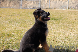 Zusätzliche Fotos: Entzückende deutsche Schäferhund-Welpen stehen zur Adoption zur Verfügung