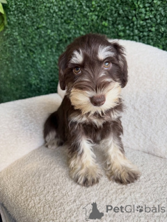 Foto №1. schnauzer - zum Verkauf in der Stadt München | verhandelt | Ankündigung № 168567
