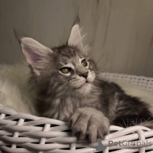 Foto №1. maine-coon-katze - zum Verkauf in der Stadt Ashford | Frei | Ankündigung № 160671