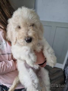 Foto №4. Ich werde verkaufen golden retriever in der Stadt Huntsville. quotient 	ankündigung, vom kindergarten, aus dem tierheim, züchter - preis - 663€