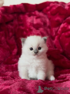 Foto №1. ragdoll-katze - zum Verkauf in der Stadt Aiola | 500€ | Ankündigung № 169615