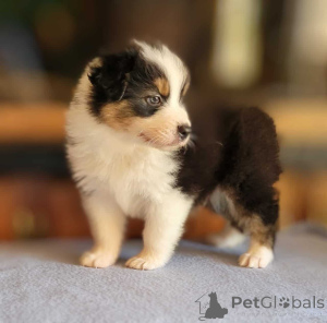 Foto №1. australian shepherd - zum Verkauf in der Stadt Hambrücken | 900€ | Ankündigung № 150660