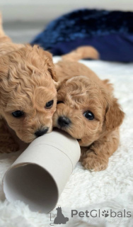 Foto №3. Zwei weibliche Malteser und ein männlicher Malteser. Niederlande