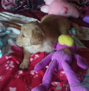 Foto №2 zu Ankündigung № 164869 zu verkaufen golden retriever - einkaufen Belgien quotient 	ankündigung, züchter