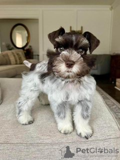 Foto №1.  - zum Verkauf in der Stadt Chicago | 850€ | Ankündigung № 133397