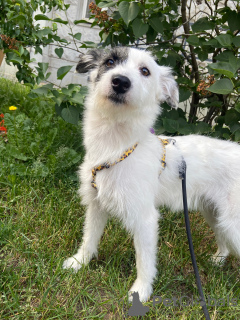 Foto №3. Sanfter und liebevoller Hund Snezha in guten Händen. Russische Föderation