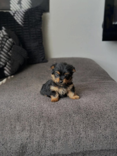 Foto №2 zu Ankündigung № 175582 zu verkaufen yorkshire terrier - einkaufen Griechenland züchter
