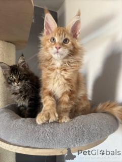 Foto №4. Ich werde verkaufen maine-coon-katze in der Stadt Almería. quotient 	ankündigung - preis - 446€