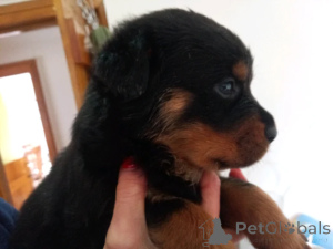 Foto №2 zu Ankündigung № 160020 zu verkaufen rottweiler - einkaufen Lettland quotient 	ankündigung