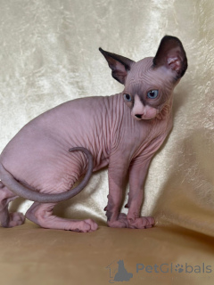 Foto №4. Ich werde verkaufen sphynx cat in der Stadt Überllenlen. quotient 	ankündigung - preis - verhandelt