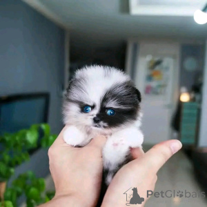 Foto №1.  - zum Verkauf in der Stadt Chicago | 425€ | Ankündigung № 137592