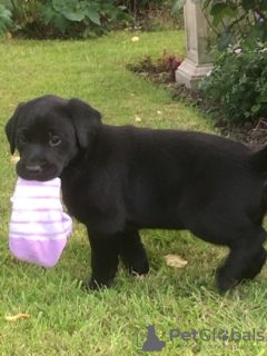 Foto №3. Wunderschöne Labrador-Welpen bereit für ihr ewiges Zuhause!. Grönland