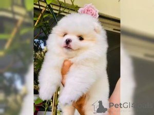 Foto №4. Ich werde verkaufen pommersche spitz in der Stadt Münster.  - preis - 600€