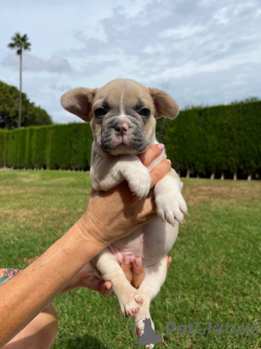 Foto №3. Welpen zu verkaufen Sehr süße französische Bulldoggenwelpen. Spanien