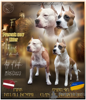 Foto №1. amerikanischer staffordshire terrier - zum Verkauf in der Stadt Saulkrasti | 600€ | Ankündigung № 60555