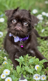 Foto №2 zu Ankündigung № 139129 zu verkaufen otterhund - einkaufen Serbien 