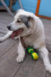 Foto №3. Der junge Alabai Fenya sucht ein Haus.. Russische Föderation