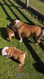 Foto №2 zu Ankündigung № 141026 zu verkaufen englische bulldogge - einkaufen Spanien quotient 	ankündigung, züchter