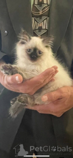 Foto №3. So bezaubernd. Spanien