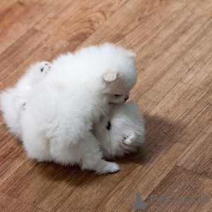 Foto №1. pommersche spitz - zum Verkauf in der Stadt Tennessee City | verhandelt | Ankündigung № 148392