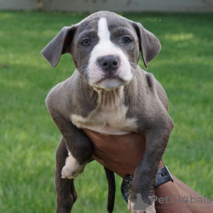 Foto №2 zu Ankündigung № 9034 zu verkaufen american bully - einkaufen Spanien züchter
