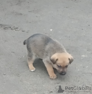 Foto №2 zu Ankündigung № 9242 zu verkaufen mischlingshund - einkaufen Ukraine quotient 	ankündigung