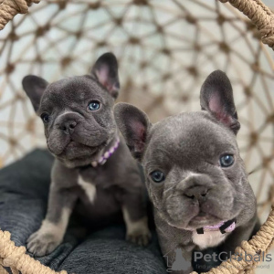 Foto №1. französische bulldogge - zum Verkauf in der Stadt Амстердам | verhandelt | Ankündigung № 44009