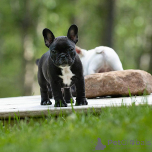 Foto №3. gesunde Französische Bulldoggenwelpen. Deutschland