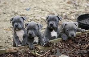 Foto №2 zu Ankündigung № 129769 zu verkaufen amerikanischer staffordshire terrier - einkaufen Deutschland quotient 	ankündigung