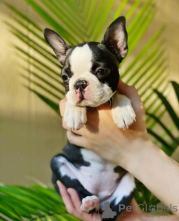 Foto №1. boston terrier - zum Verkauf in der Stadt San Francisco Township | 379€ | Ankündigung № 112398