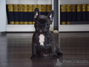 Foto №1. französische bulldogge - zum Verkauf in der Stadt Дублин | Frei | Ankündigung № 124151