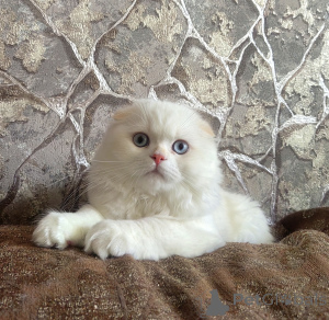 Foto №1. schottische faltohrkatze - zum Verkauf in der Stadt Essentuki | verhandelt | Ankündigung № 153956