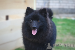 Foto №2 zu Ankündigung № 50583 zu verkaufen german spitz - einkaufen Polen vom kindergarten