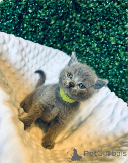 Foto №2 zu Ankündigung № 152934 zu verkaufen  - einkaufen Deutschland 