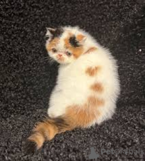 Foto №2 zu Ankündigung № 165923 zu verkaufen exotische kurzhaarkatze - einkaufen Frankreich quotient 	ankündigung, züchter