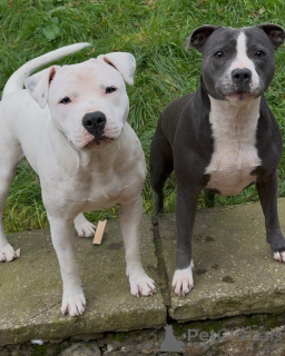 Foto №4. Ich werde verkaufen staffordshire bull terrier in der Stadt Bordeaux. züchter - preis - verhandelt