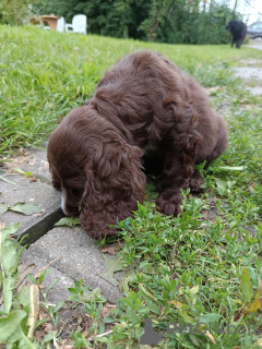 Foto №1. english cocker spaniel - zum Verkauf in der Stadt Bielsko-Biała | 750€ | Ankündigung № 110471