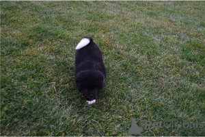 Foto №2 zu Ankündigung № 135601 zu verkaufen akita - einkaufen Deutschland quotient 	ankündigung, züchter