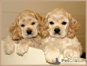 Foto №1. english cocker spaniel - zum Verkauf in der Stadt Scheinbar | verhandelt | Ankündigung № 169987