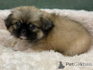 Foto №3. Pekingese Welpen. Deutschland
