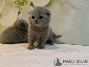 Zusätzliche Fotos: Ab sofort stehen in Deutschland reinrassige Scottish Fold-Kätzchen zum Verkauf