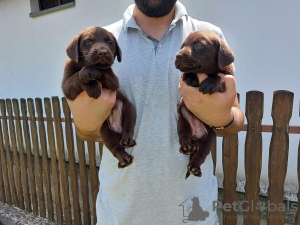 Zusätzliche Fotos: Labrador Retriever, schokoladenbrauner Wurf