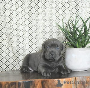Foto №4. Ich werde verkaufen cane corso italiano in der Stadt Alavus. züchter - preis - 630€