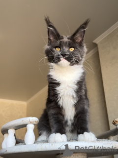 Foto №1. maine-coon-katze - zum Verkauf in der Stadt Ettelbryuk | verhandelt | Ankündigung № 156488