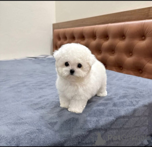 Foto №1. malteser - zum Verkauf in der Stadt Warschau | verhandelt | Ankündigung № 163385