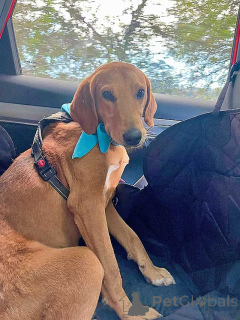 Foto №2 zu Ankündigung № 159233 zu verkaufen mischlingshund - einkaufen Russische Föderation quotient 	ankündigung