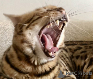 Foto №3. Bengal Katze Bengal Katze. Georgien